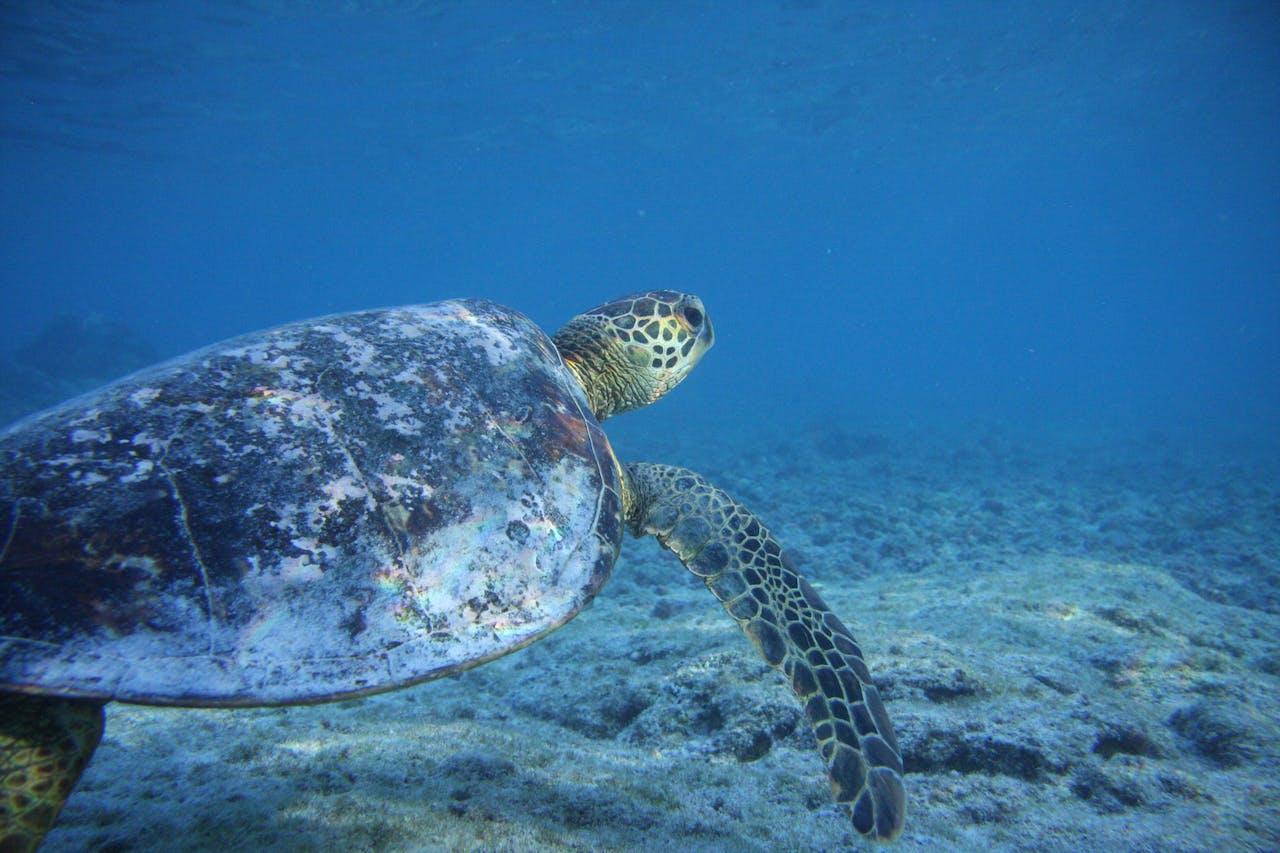 Hawaii Turtle Tour In Oahu