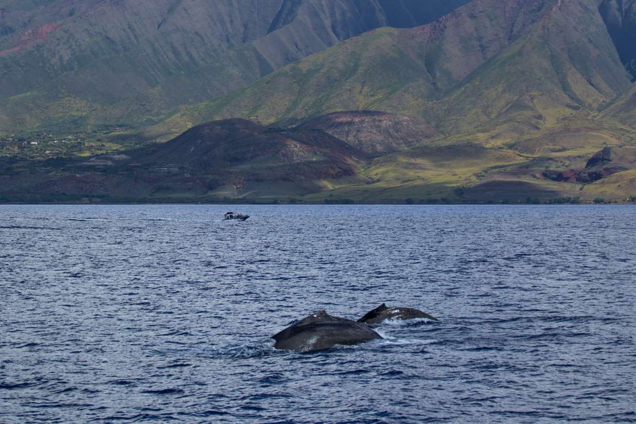 Watch Whales