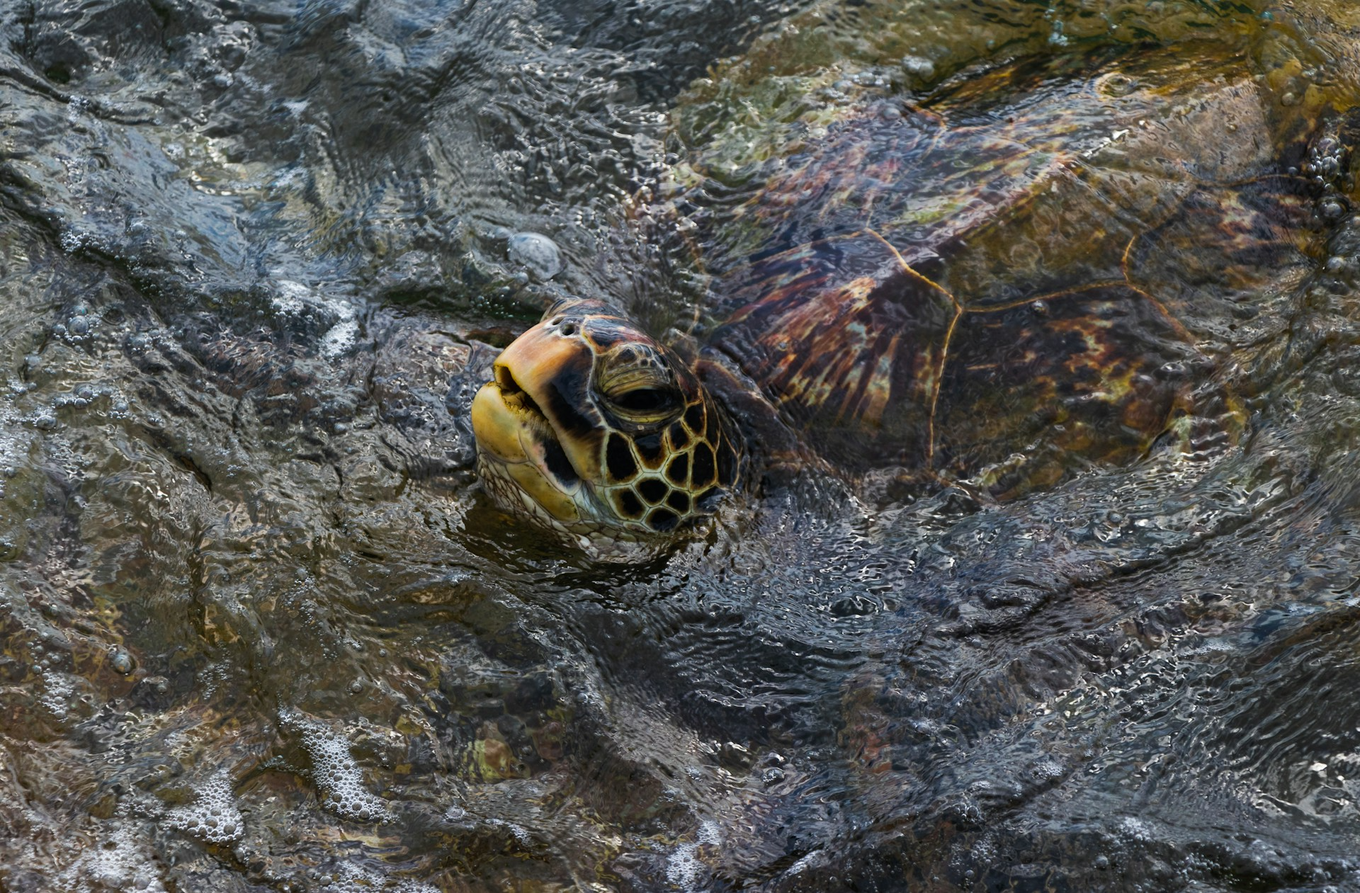 Encounter A Sea Turtle