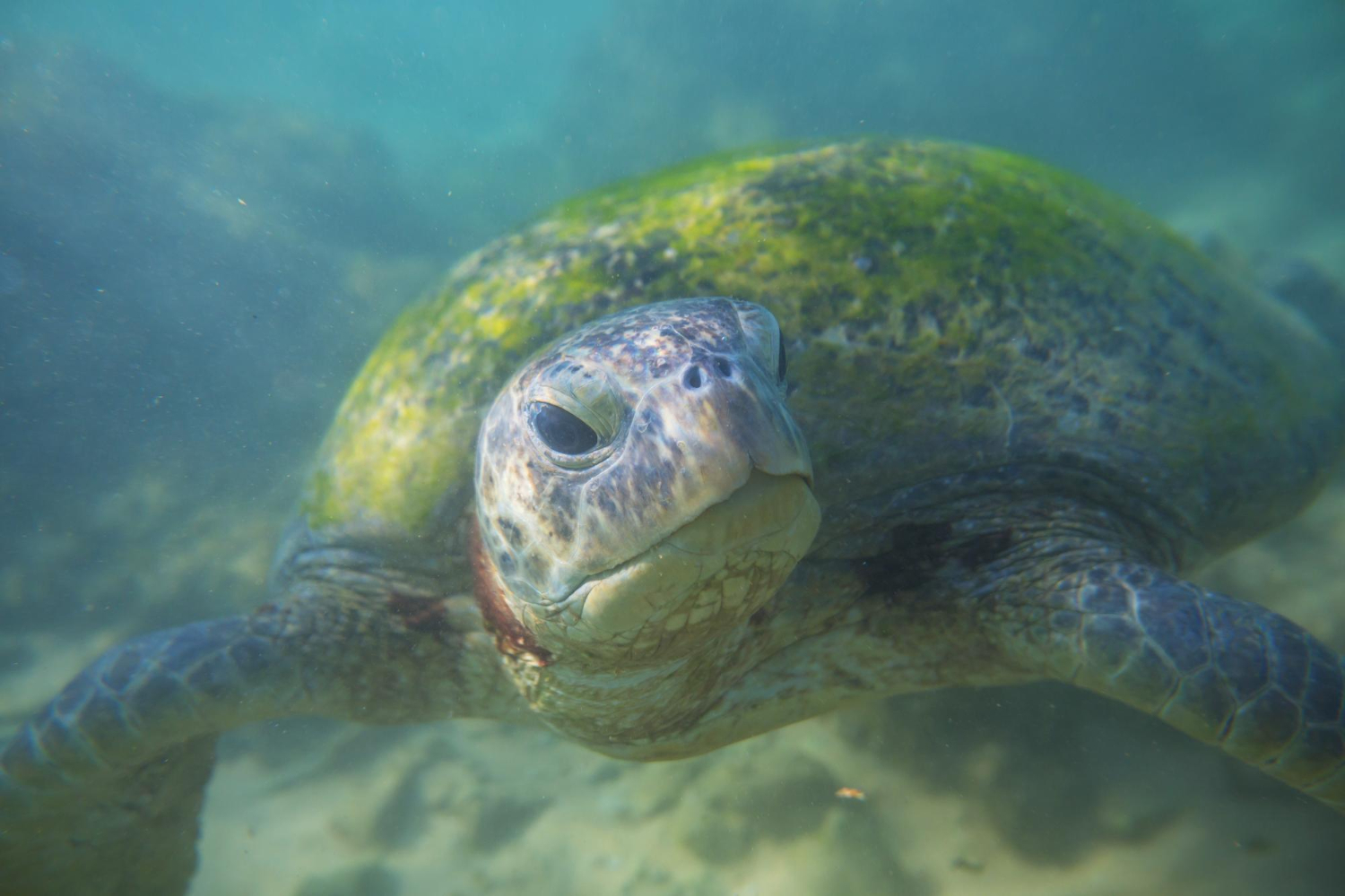 Hawaiian Sea Turtles