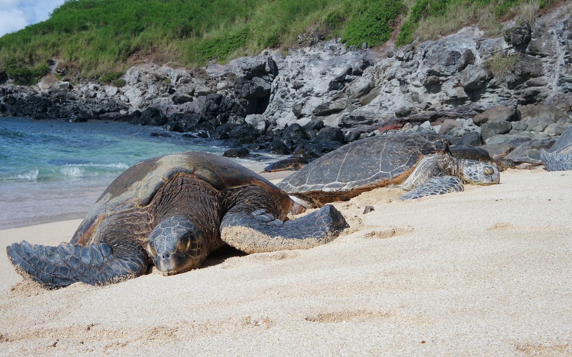 Sea Turtles Safe