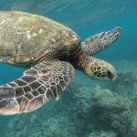 Turtles In Oahu