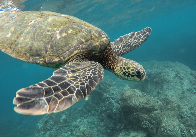 Turtles In Oahu