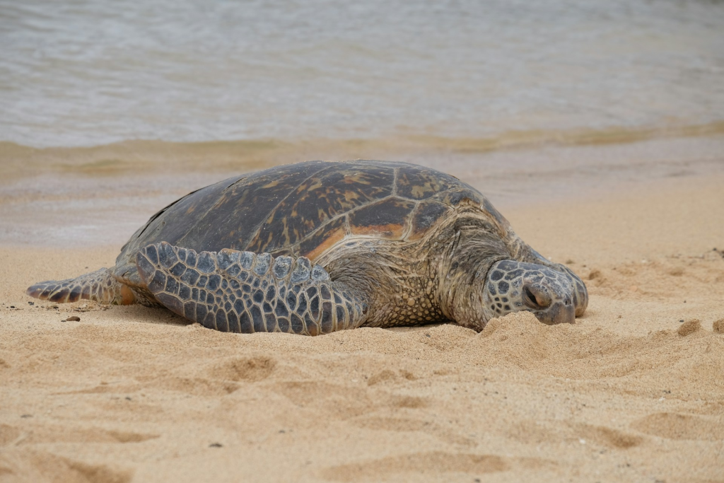 Exciting Things To Do In North Shore
