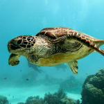 Turtles in North Shore Oahu