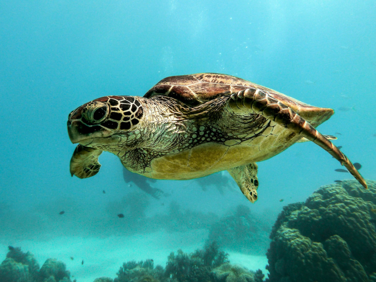 Turtles in North Shore Oahu